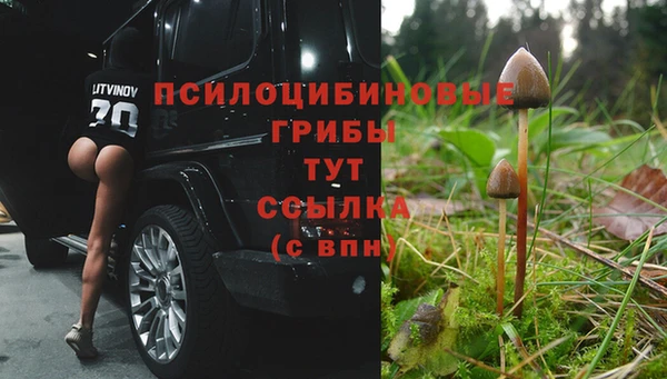 прущие грибы Алексин
